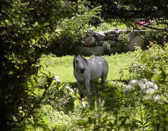 Arabian Horse Inn Sudbury Ngoại thất bức ảnh